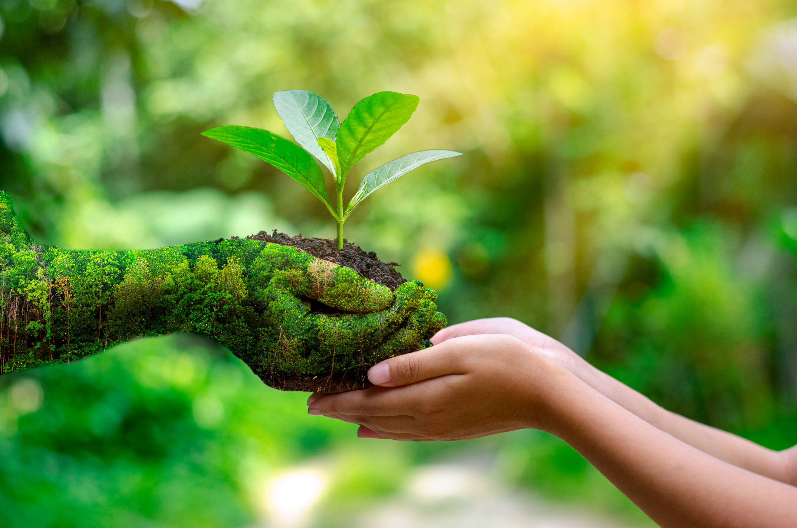 Comprender nuestra relación con el medio ambiente es de vital